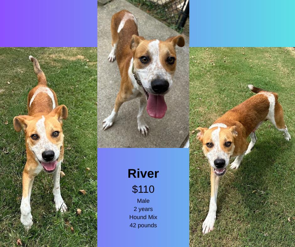 River, a Adoptable mixed breed in Decatur, AL image 2/2