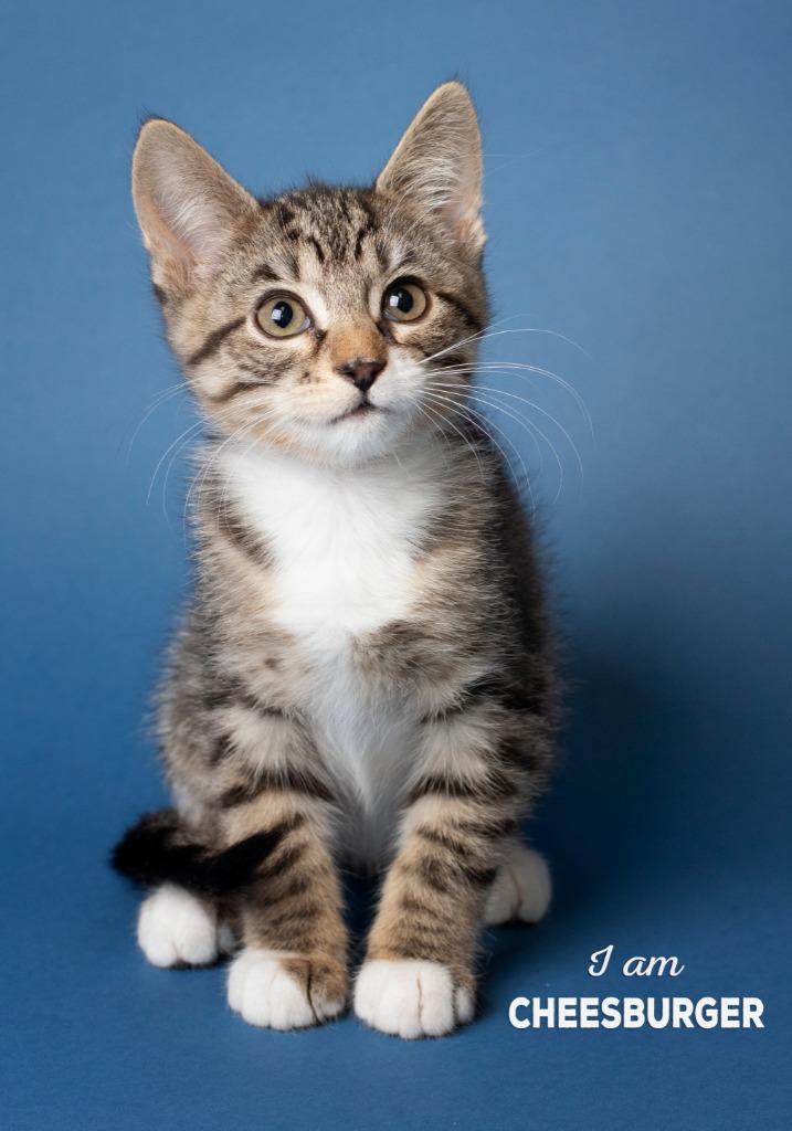 Enlarge Pixel, a Adoptable mixed breed in Boone, IA image 1/3