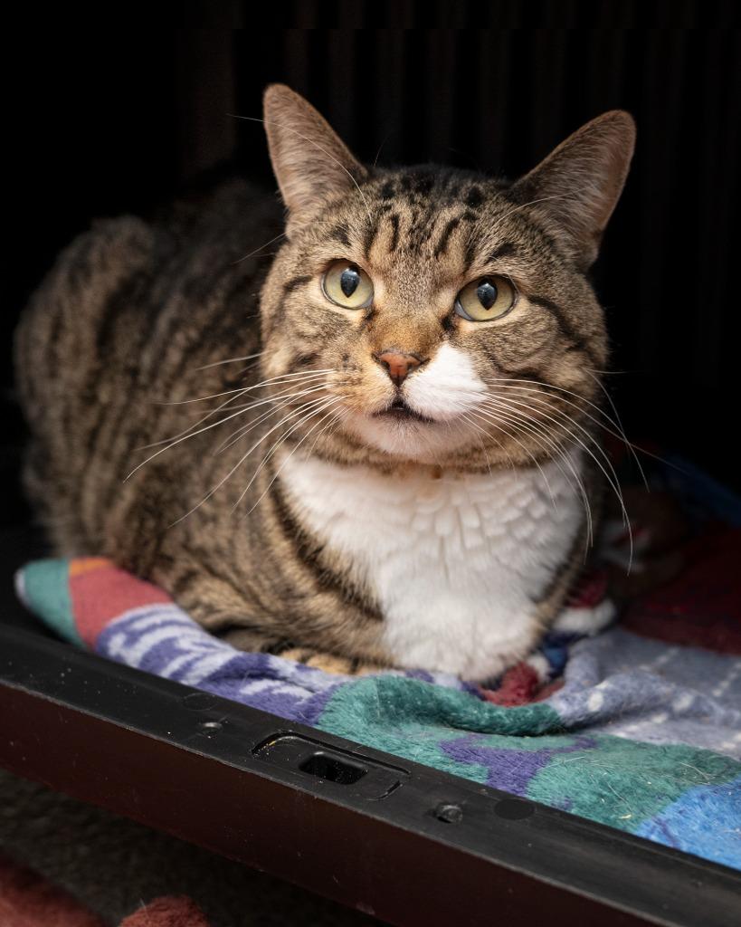 Enlarge Pixel, a Adoptable mixed breed in Boone, IA image 2/4