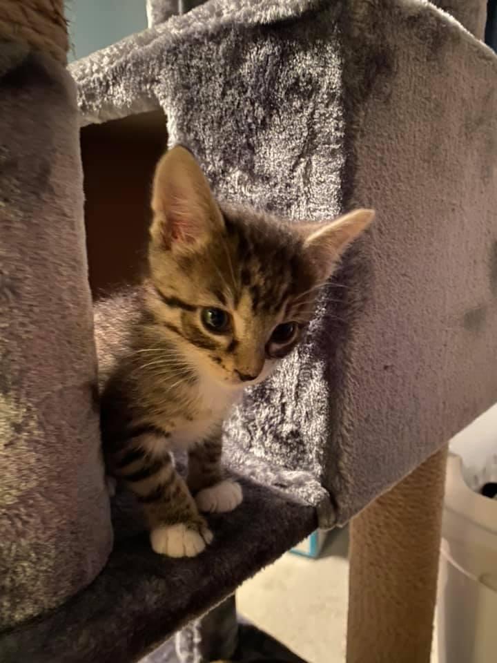 Enlarge Pixel, a Adoptable mixed breed in Boone, IA image 2/3