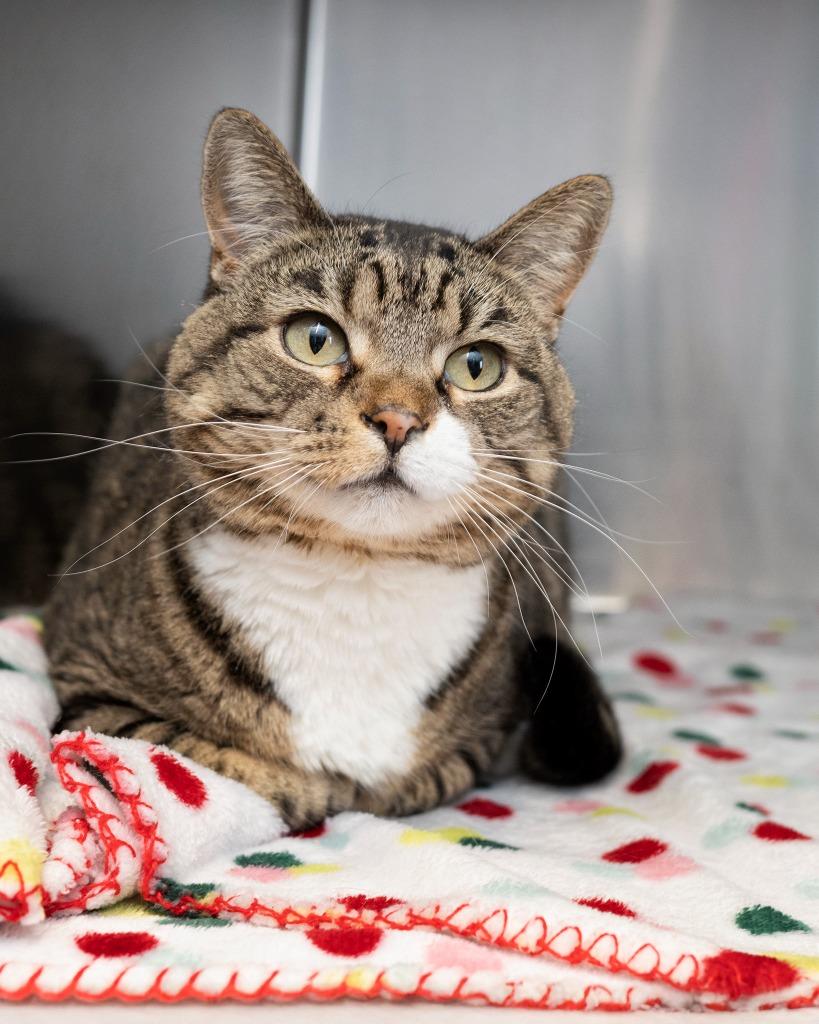 Enlarge Pixel, a Adoptable mixed breed in Boone, IA image 3/3