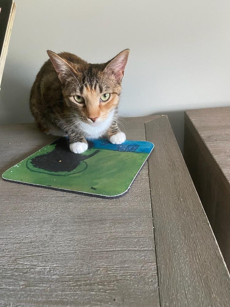 Carley, Adoptable, Young Female Domestic Short Hair.