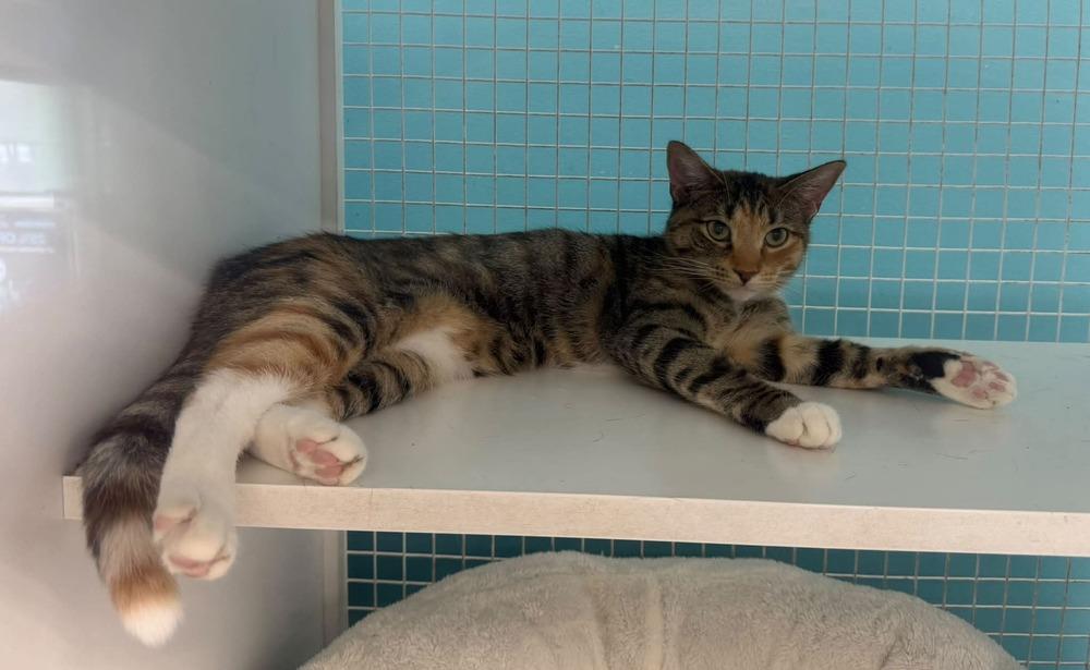 Enlarge Carley, a Adoptable Domestic Short Hair in Kinston, NC image 2/2