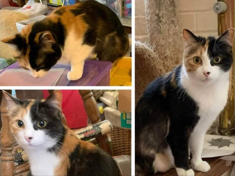 Callie, Adopted, Young Female Calico.