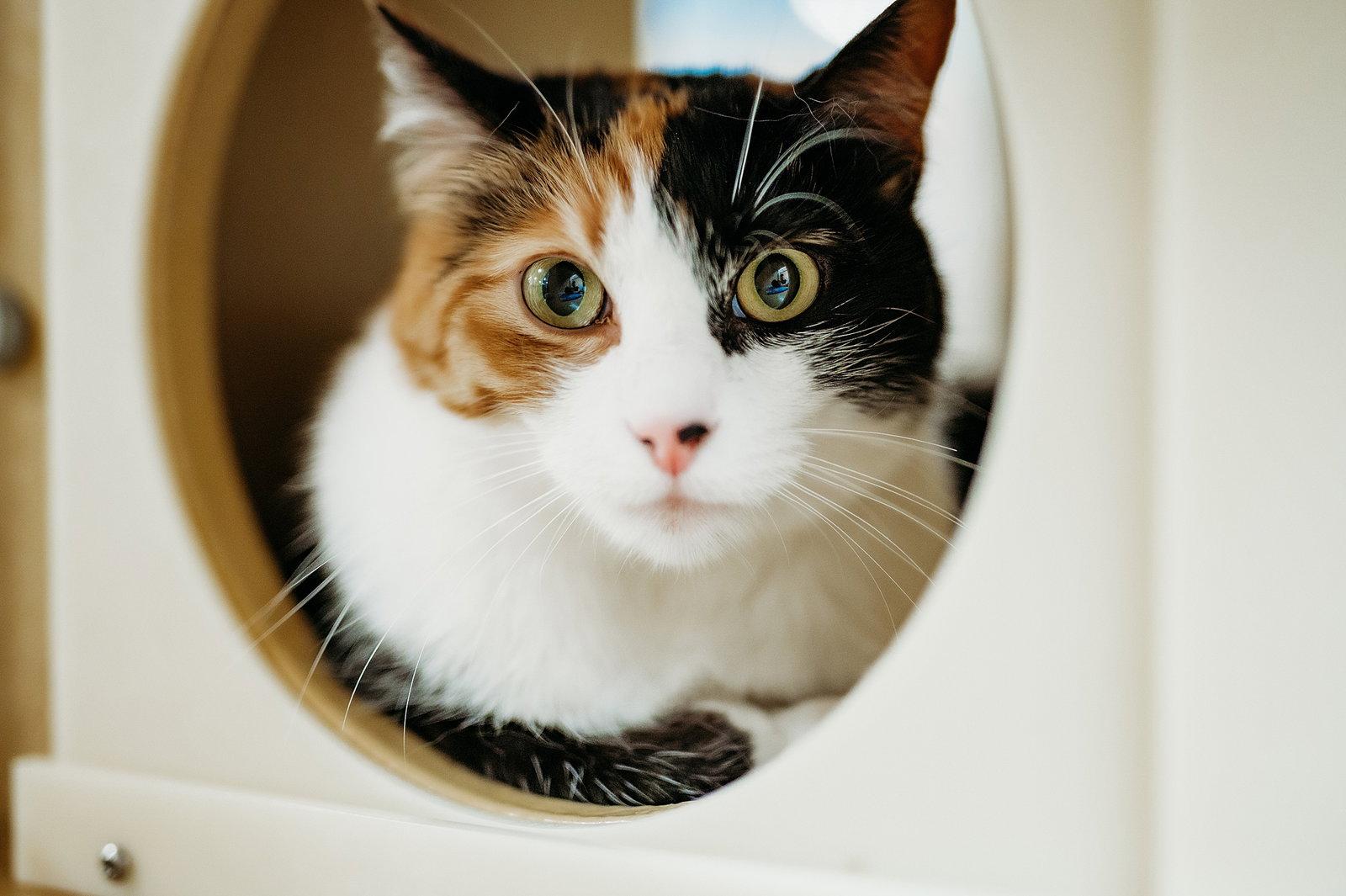 Enlarge Callie, a Adopted Calico in McKinney, TX image 2/2