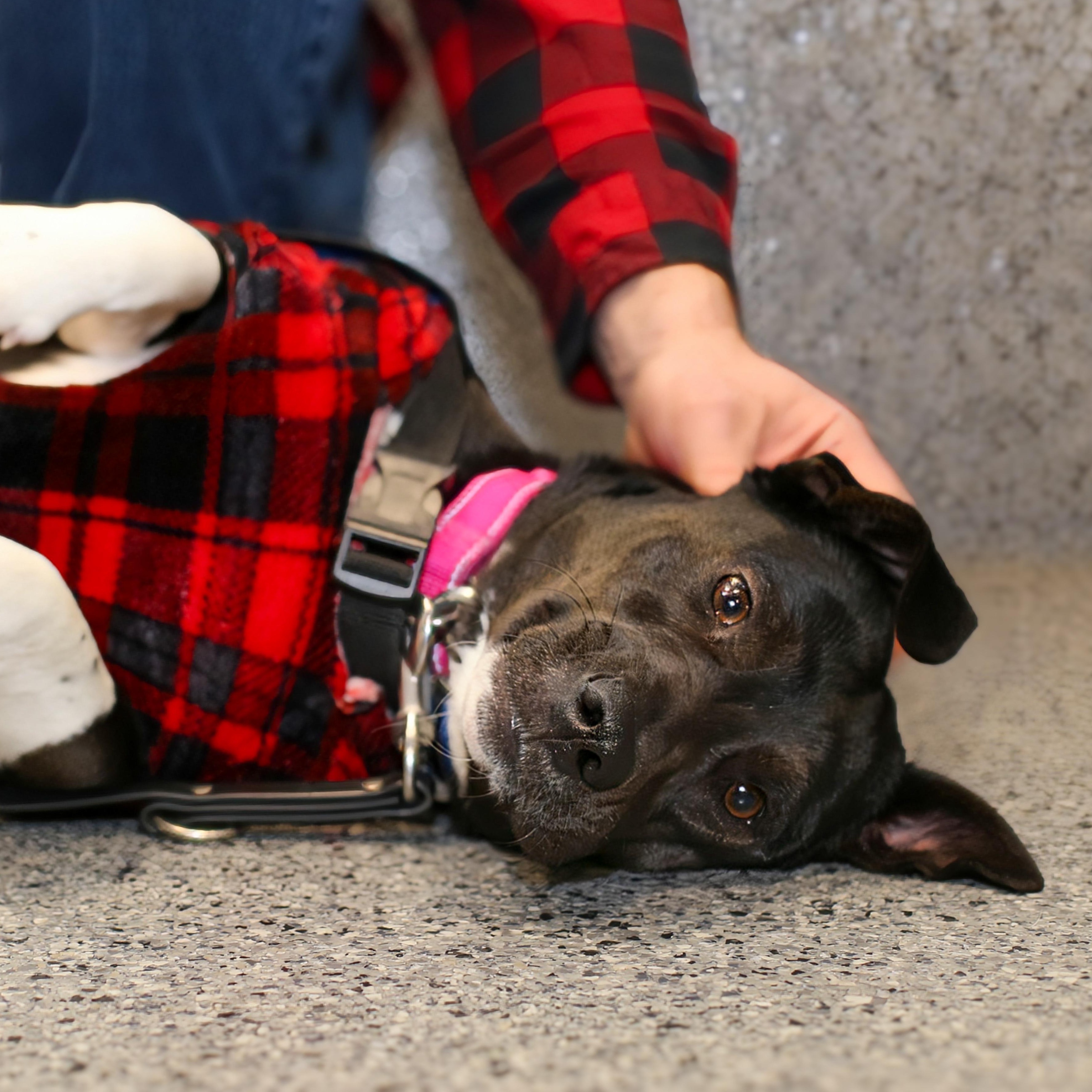 Enlarge Mia Hamm, an adopted mixed breed in Brooklyn, NY image 4/5