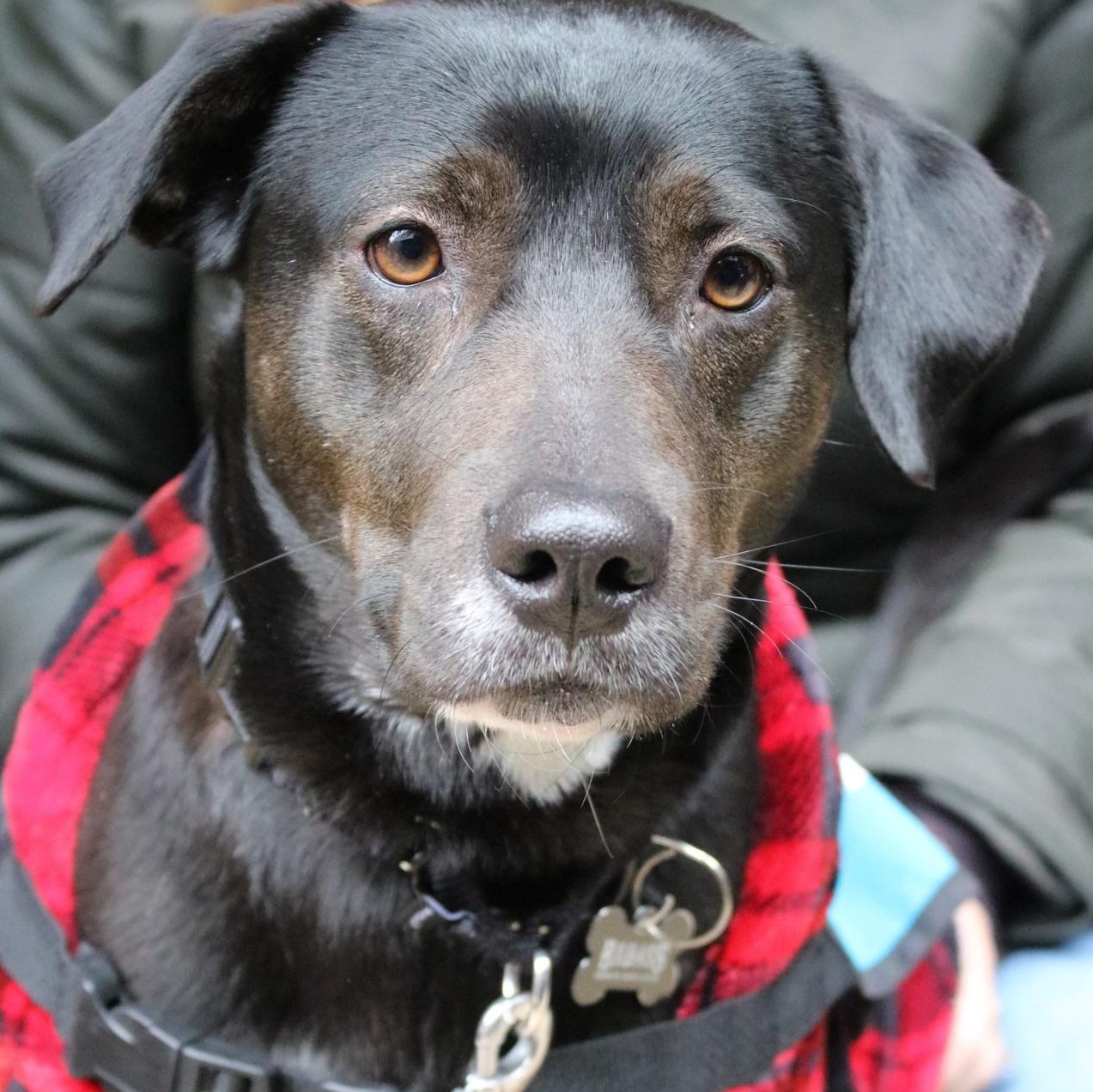 Enlarge Mia Hamm, an adopted mixed breed in Brooklyn, NY image 5/5