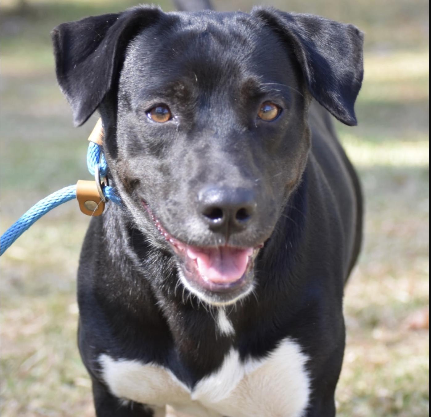 Enlarge Mia Hamm, a ADOPTABLE mixed breed in Brooklyn, NY image 1/2