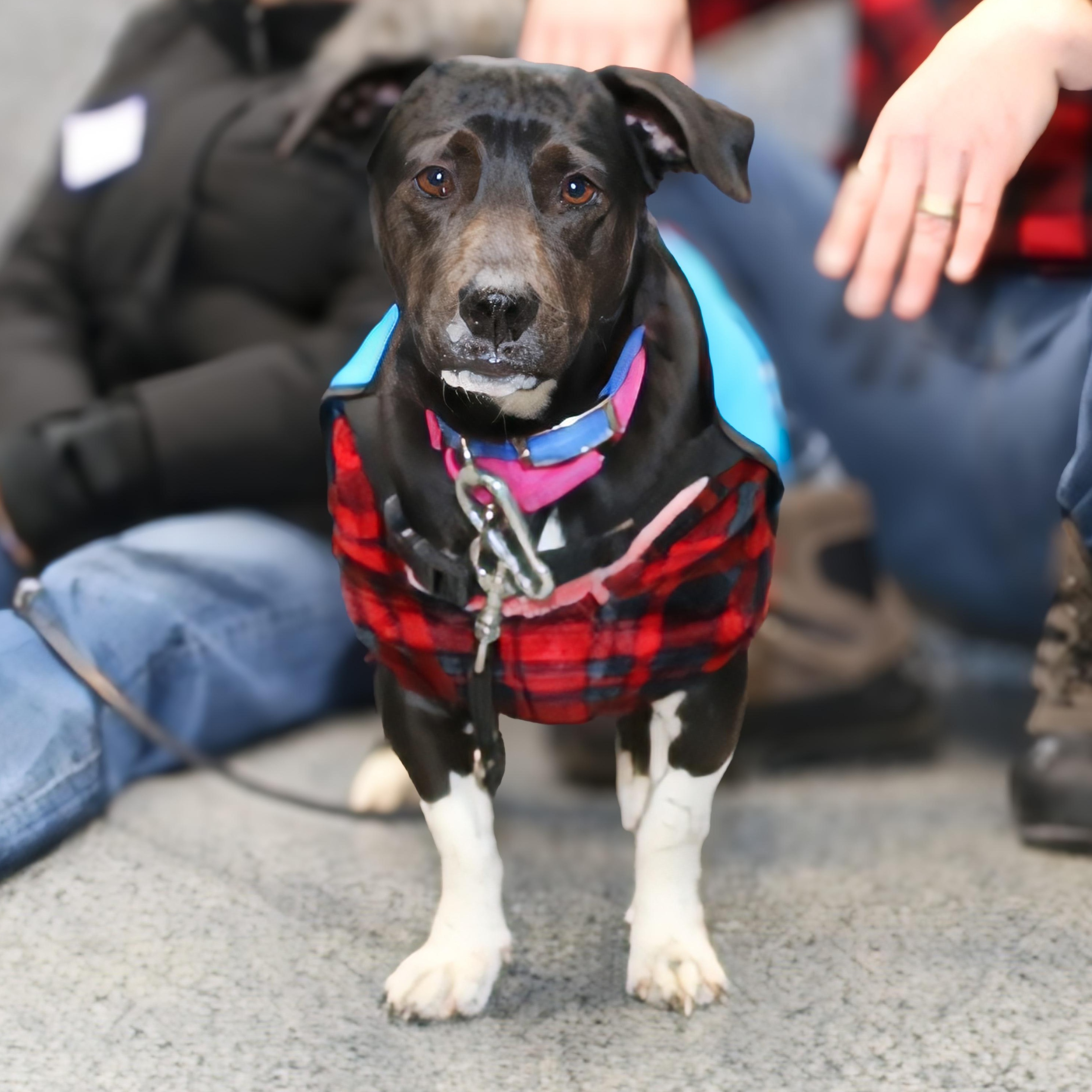 Enlarge Mia Hamm, an adopted mixed breed in Brooklyn, NY image 1/5
