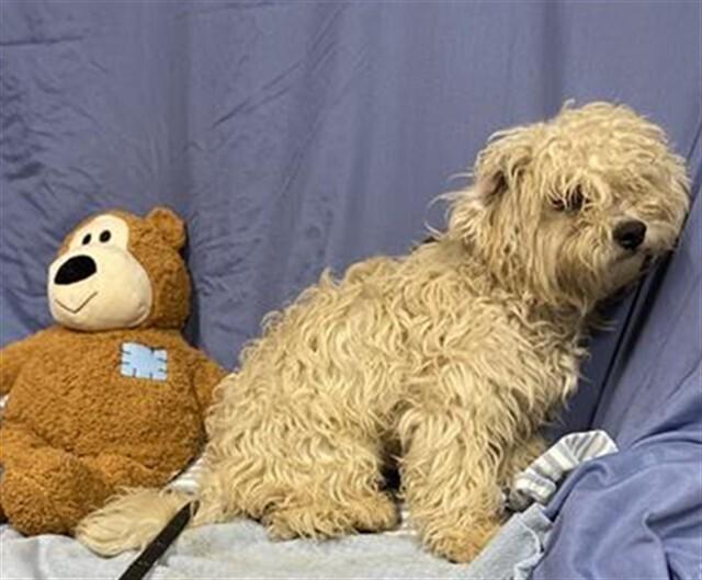 Enlarge Lamb, a Adoptable mixed breed in Pacifica, CA image 1/5