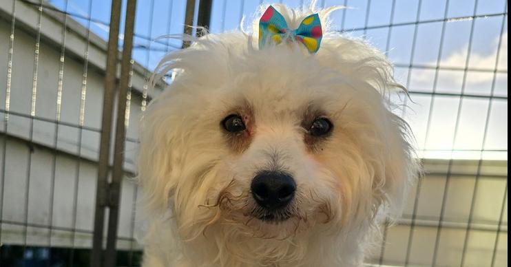 Enlarge Lamb, a Adoptable mixed breed in Pacifica, CA image 2/5