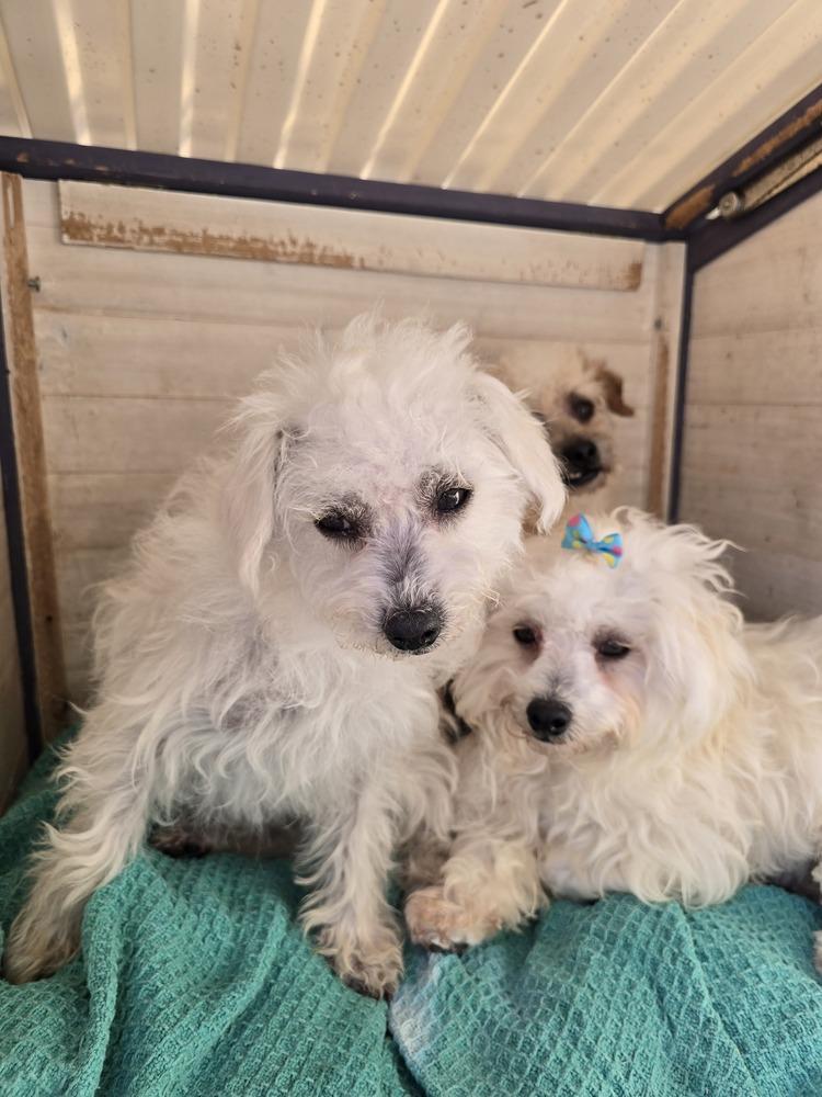 Enlarge Lamb, a Adoptable mixed breed in Pacifica, CA image 4/5