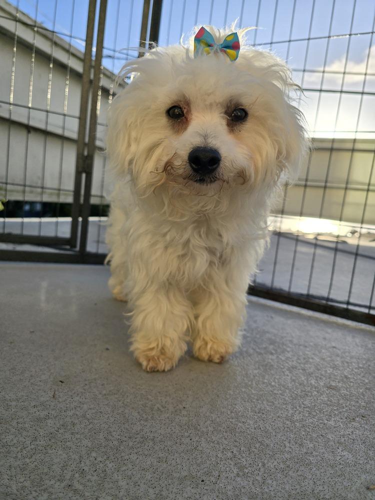 Enlarge Lamb, a Adoptable mixed breed in Pacifica, CA image 5/5