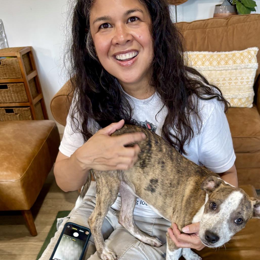 CRICKET (701), Adoptable, Puppy Female Cattle Dog & Mixed Breed.