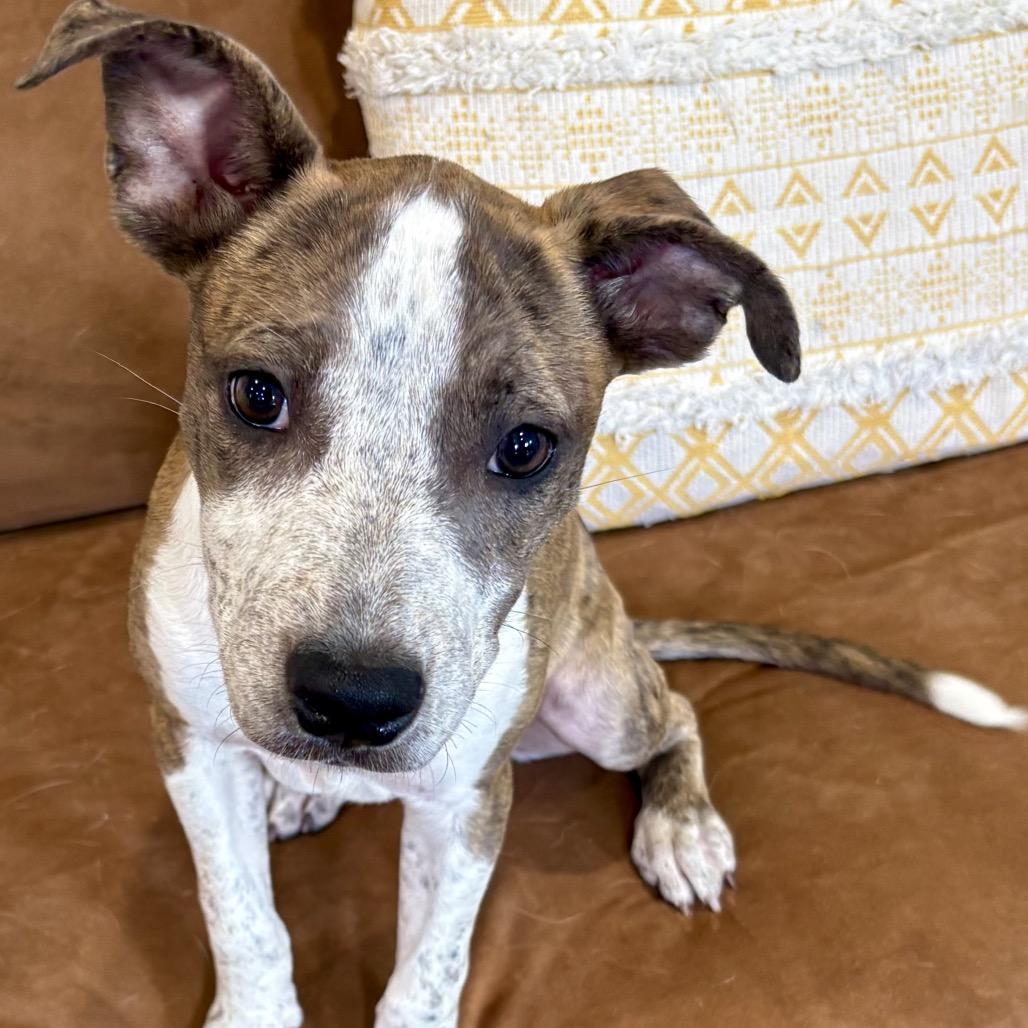 Enlarge CRICKET (701), a Adoptable mixed breed in Indiantown, FL image 3/6