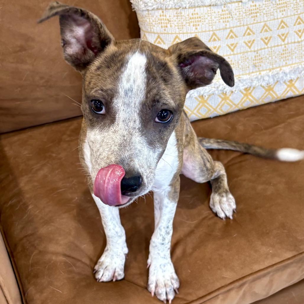 Enlarge CRICKET (701), a Adoptable mixed breed in Indiantown, FL image 4/6