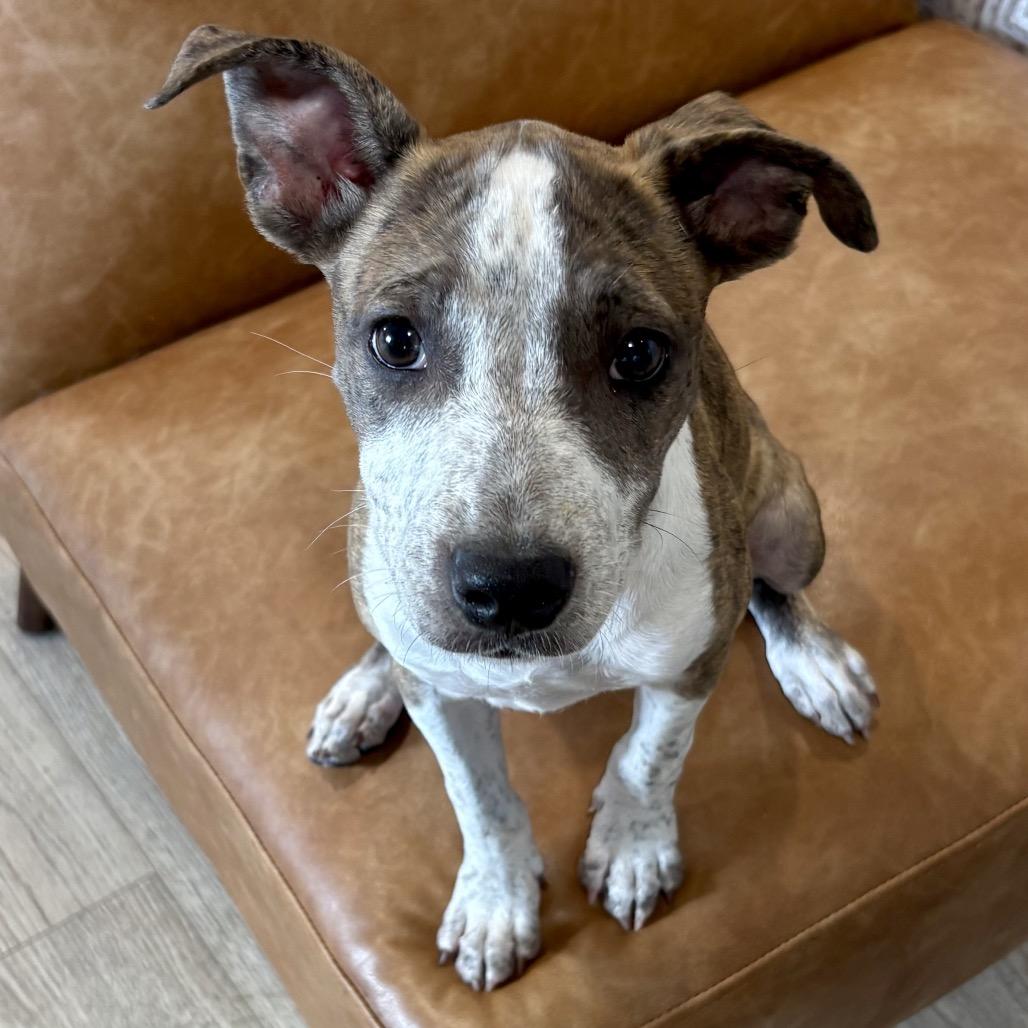 Enlarge CRICKET (701), a Adoptable mixed breed in Indiantown, FL image 5/6