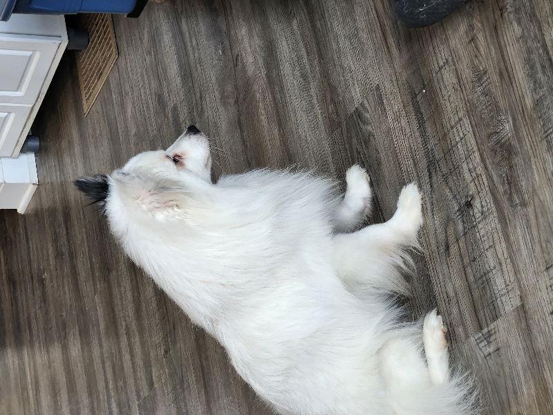 Domino *Adopt or Foster*, Adoptable, Young Male Spitz.