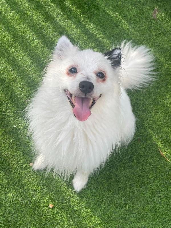 Domino *Adopt or Foster*, a Adoptable Spitz in Fairfax, VA image 2/3