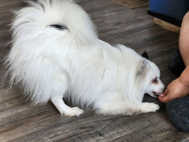 Domino *Adopt or Foster*, a Adoptable Spitz in Fairfax, VA image 3/3