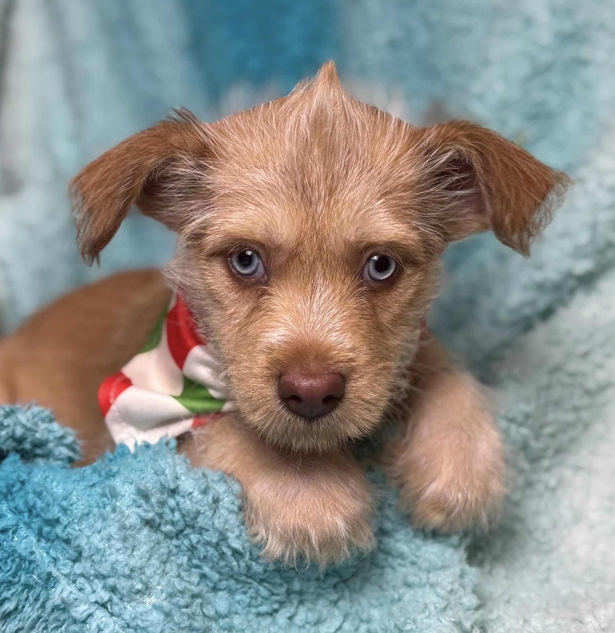 Pancake — A Playful Pup Ready to Flip Into Your Heart, a Adoptable mixed breed in St Augustine, FL image 1/6