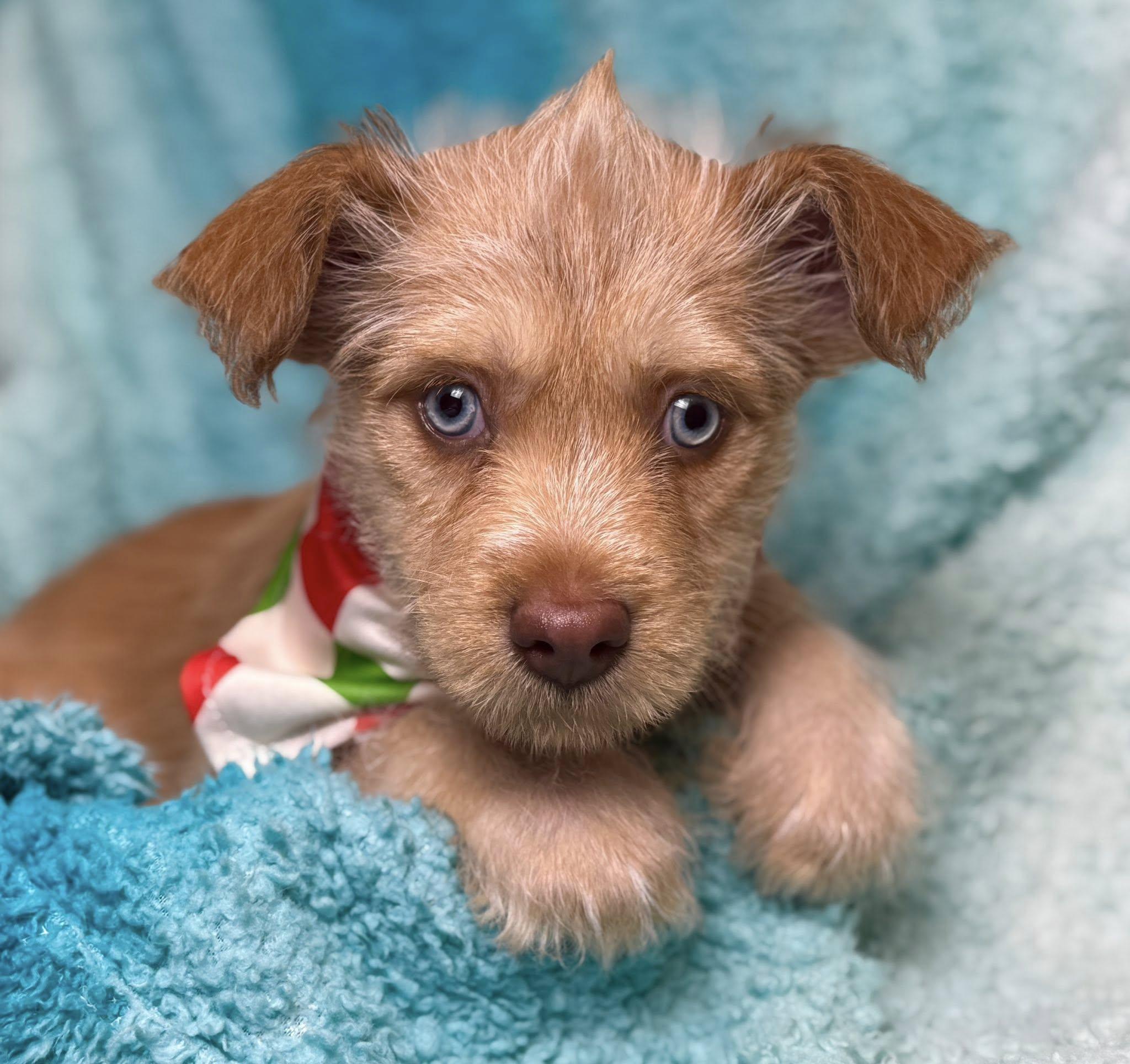 Pancake — A Playful Pup Ready to Flip Into Your Heart, a Adoptable mixed breed in St Augustine, FL image 4/6