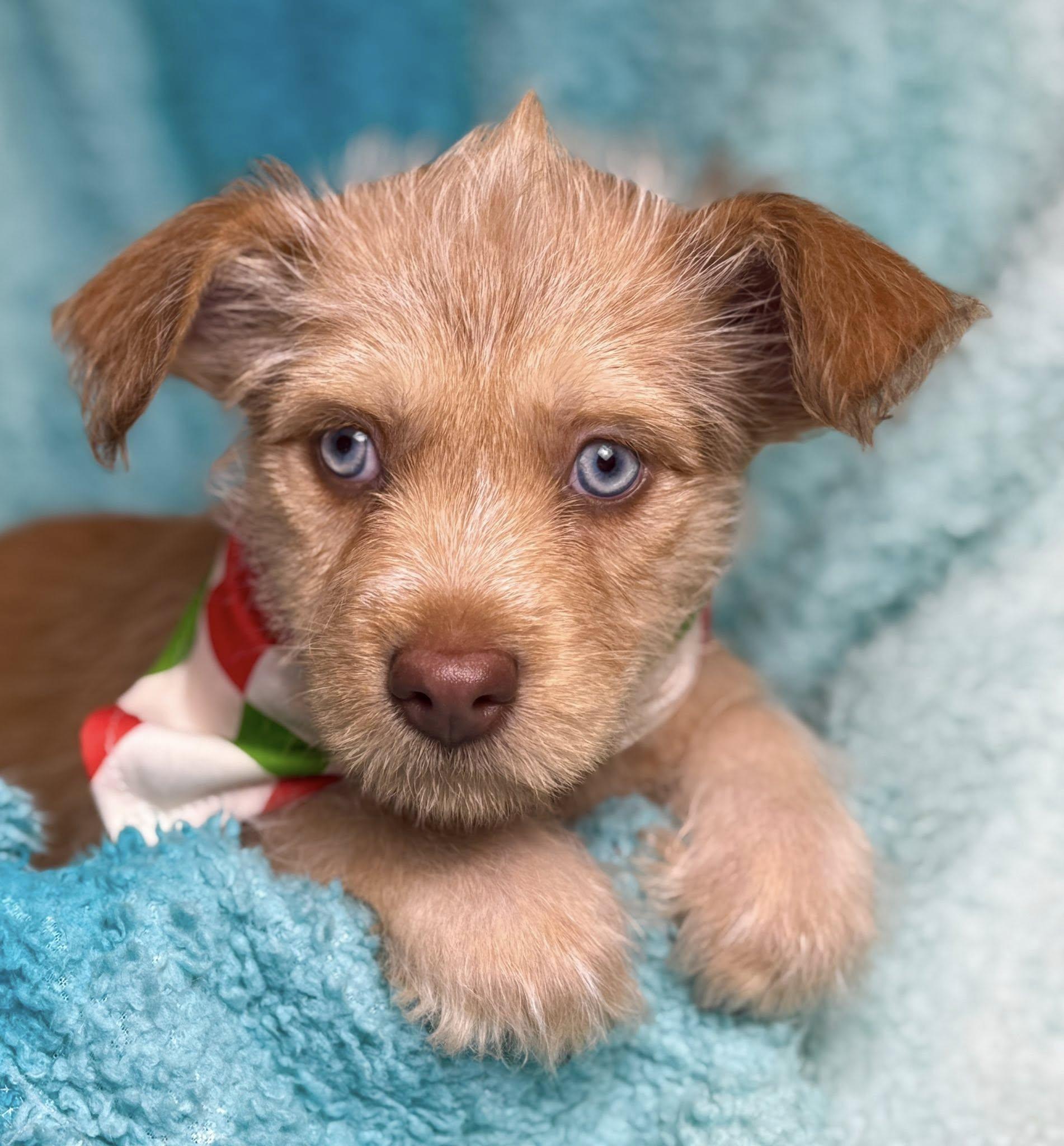 Pancake — A Playful Pup Ready to Flip Into Your Heart, a Adoptable mixed breed in St Augustine, FL image 5/6