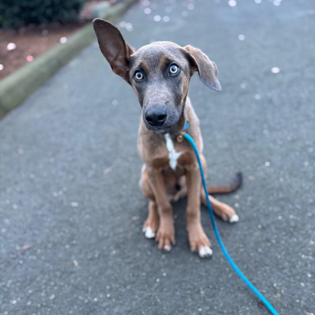 Hudson, a Adoptable mixed breed in Newberg, OR image 1/6