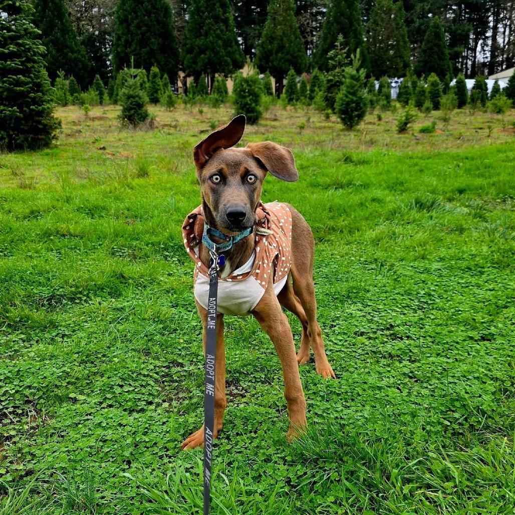 Hudson, a Adoptable mixed breed in Newberg, OR image 3/6