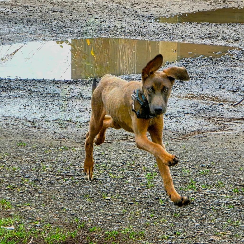 Hudson, a Adoptable mixed breed in Newberg, OR image 4/6