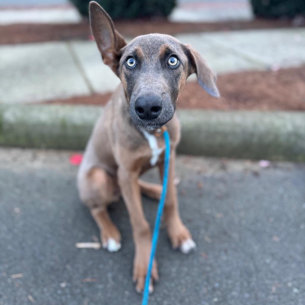 Hudson, a Adoptable mixed breed in Newberg, OR image 5/6