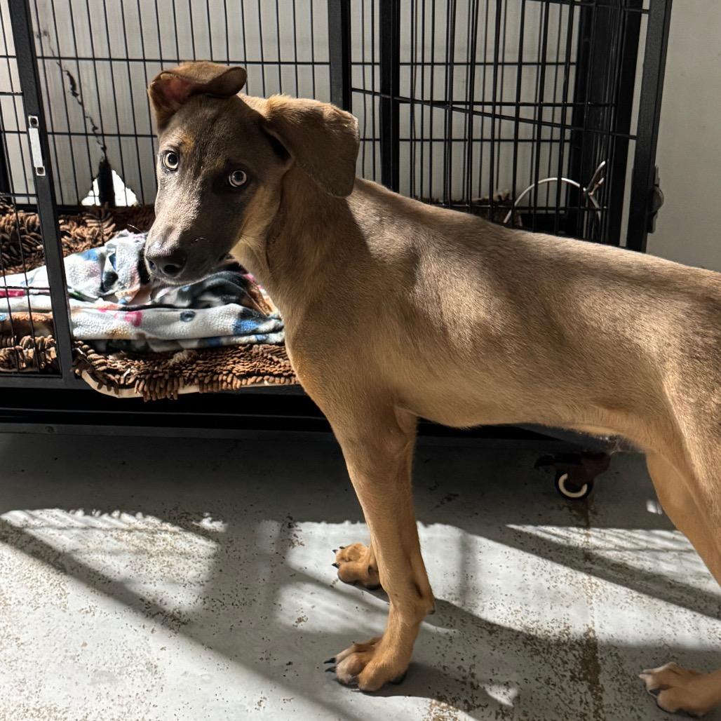 Hudson, a Adoptable mixed breed in Newberg, OR image 6/6