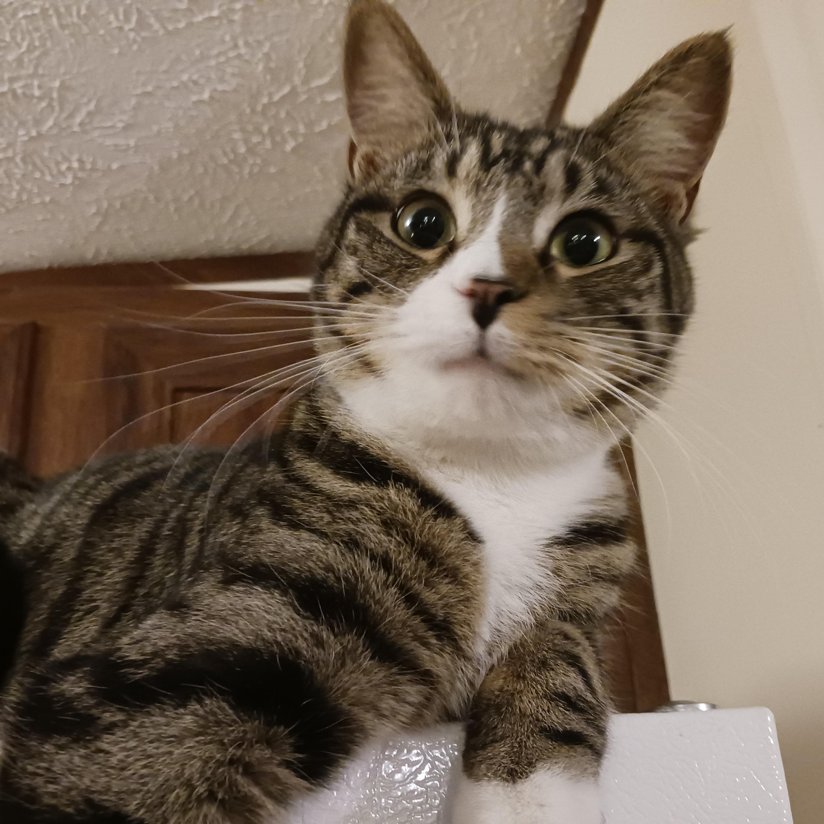 Frankie, Adoptable, Adult Male Domestic Short Hair.