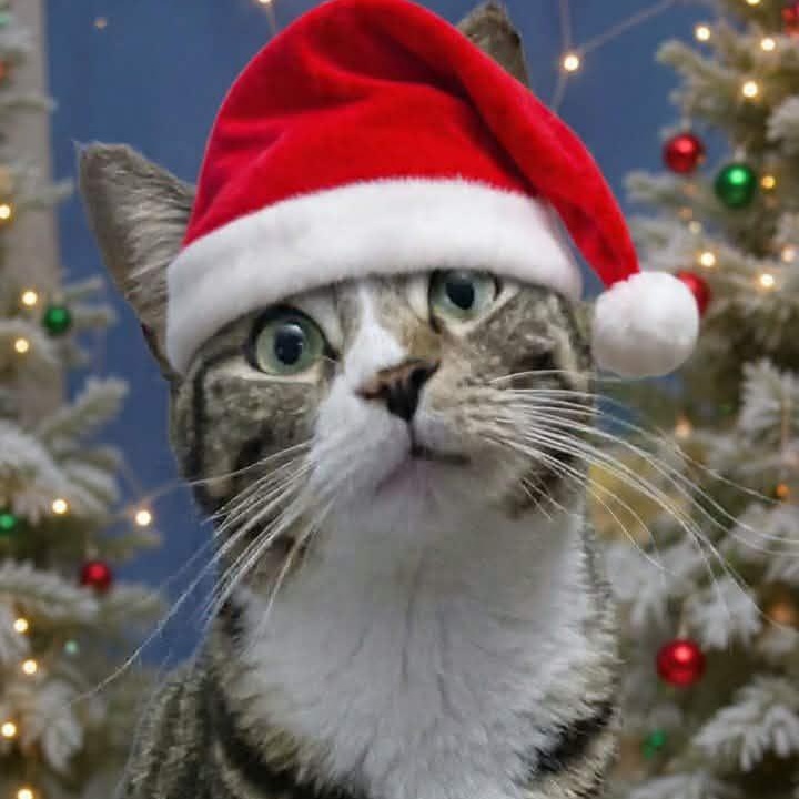 Frankie, a Adoptable Domestic Short Hair in St. Marys, WV image 1/6