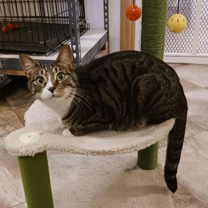 Enlarge Frankie, a Adoptable Domestic Short Hair in St. Marys, WV image 2/6