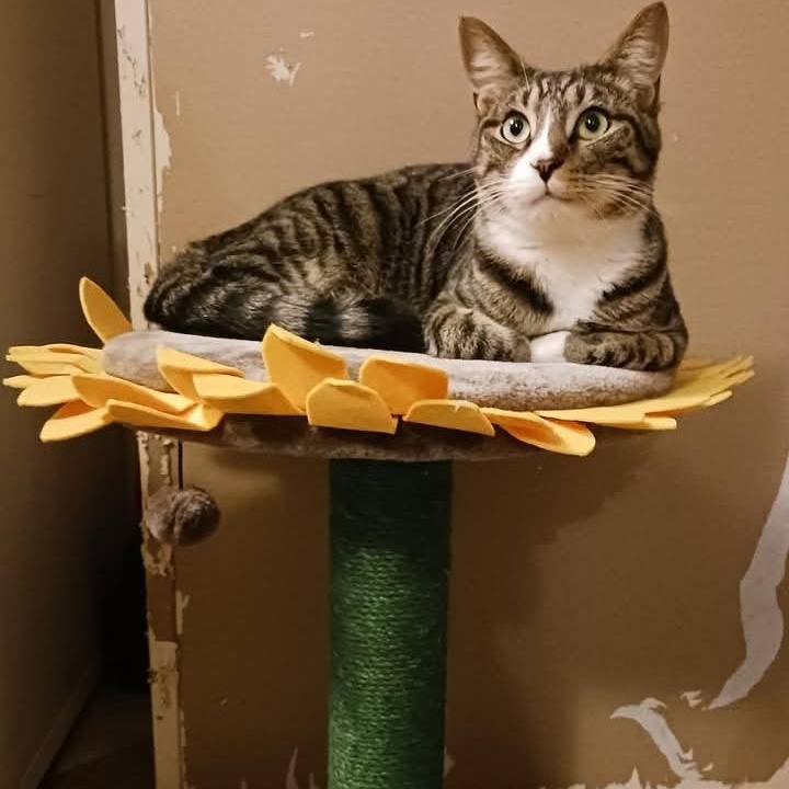 Frankie, Adoptable, Adult Male Domestic Short Hair.