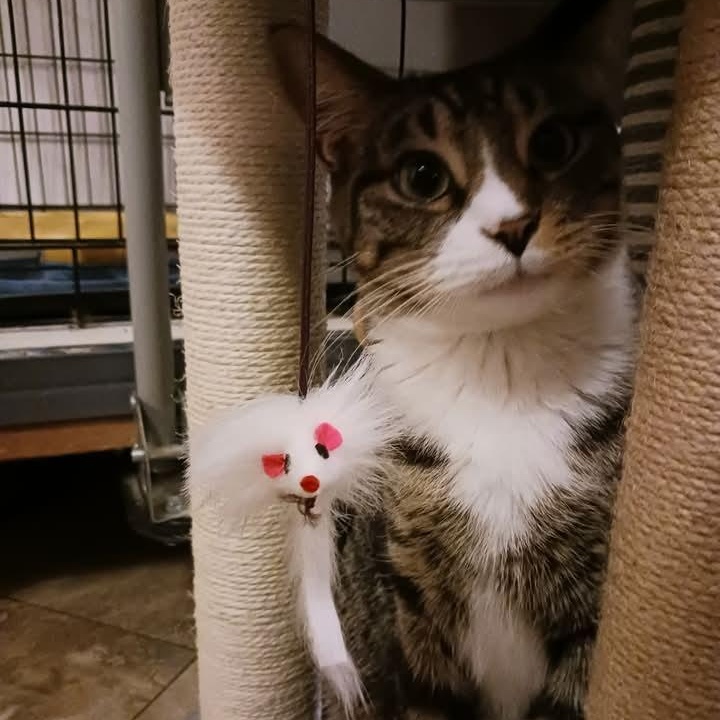 Enlarge Frankie, a Adoptable Domestic Short Hair in St. Marys, WV image 6/6