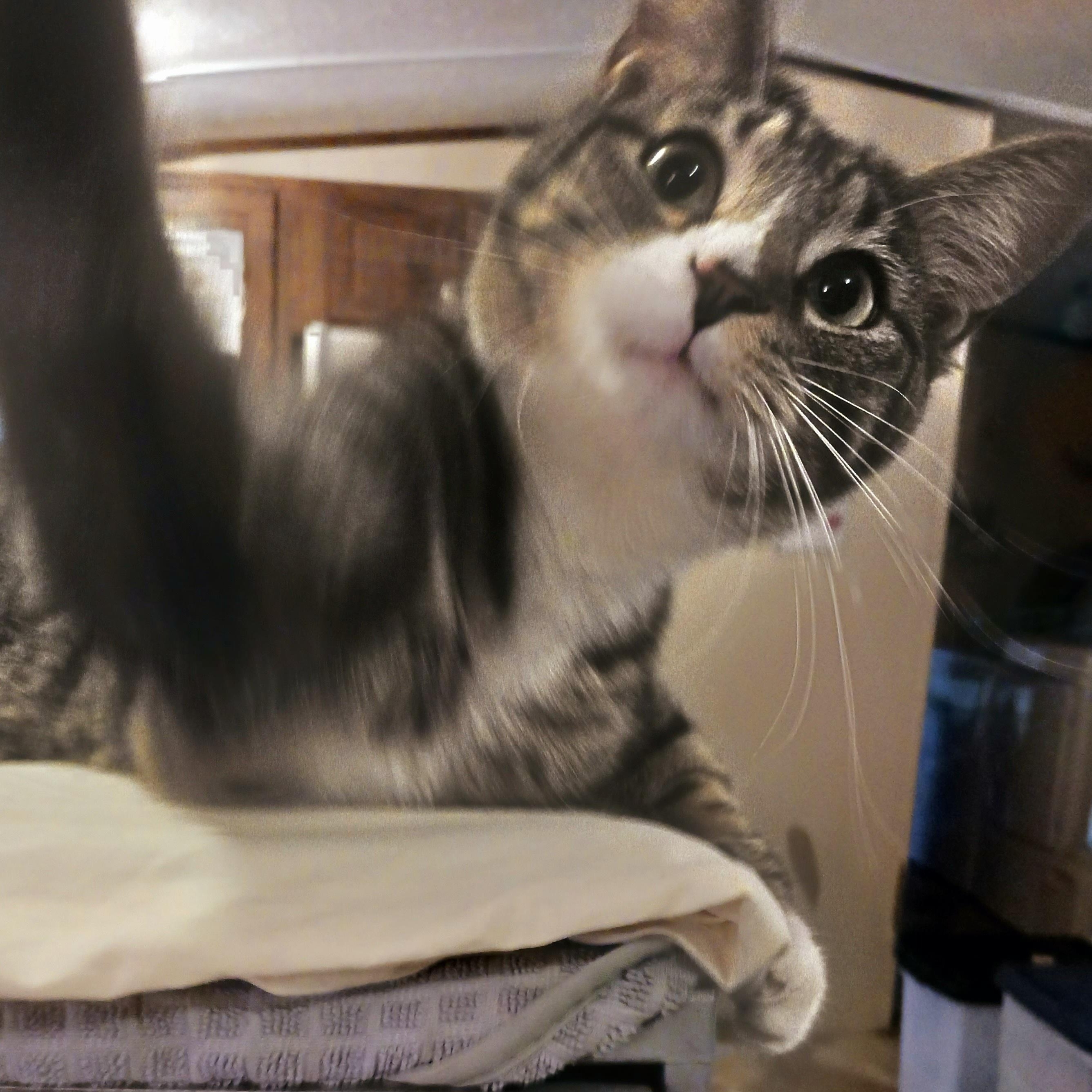 Frankie, a Adoptable Domestic Short Hair in St. Marys, WV image 4/6