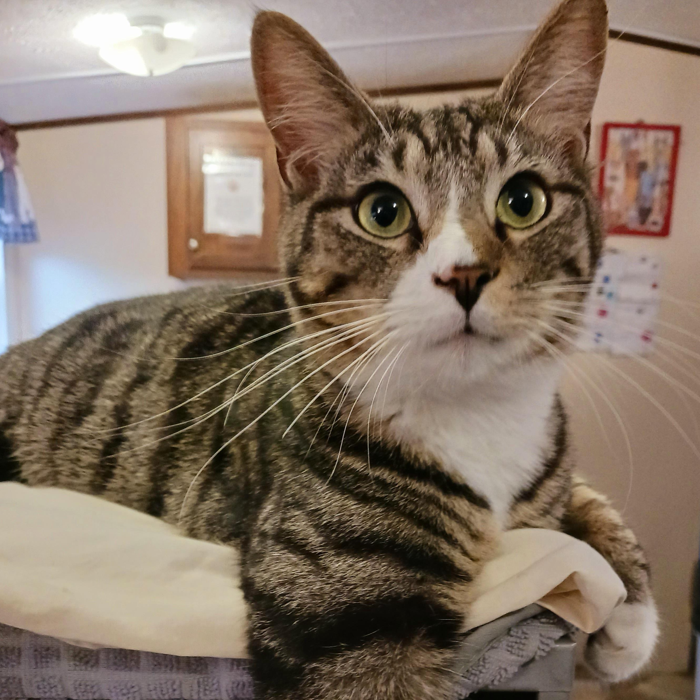 Frankie, a Adoptable Domestic Short Hair in St. Marys, WV image 3/6