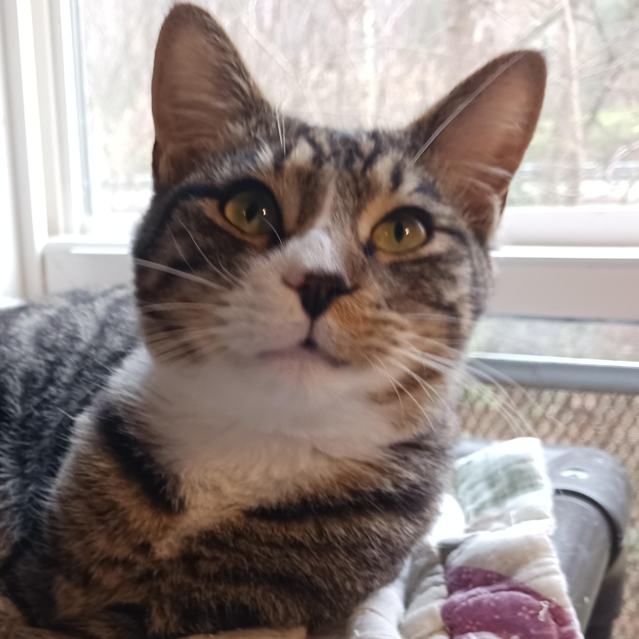 Frankie, a Adoptable Domestic Short Hair in St. Marys, WV image 5/6