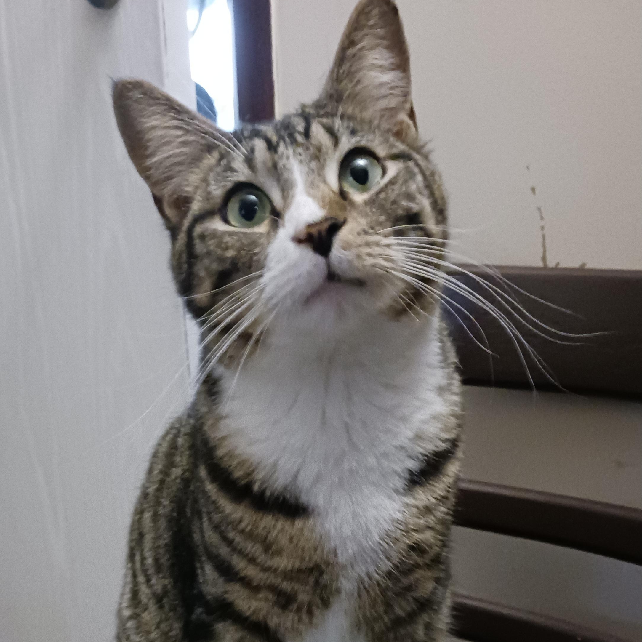 Frankie, a Adoptable Domestic Short Hair in St. Marys, WV image 6/6