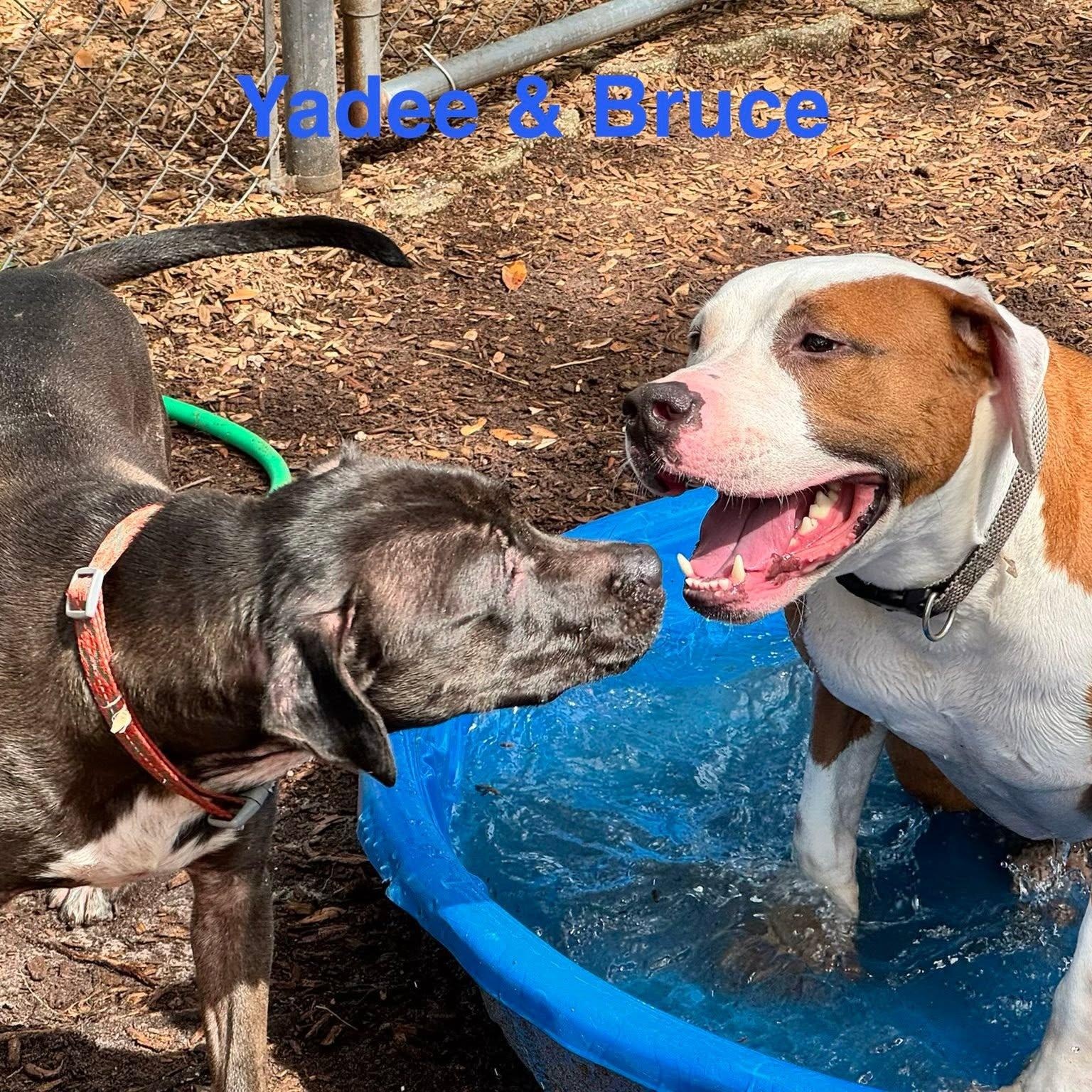 Enlarge Bruce, a ADOPTABLE Pit Bull Terrier in St. Augustine, FL image 1/2