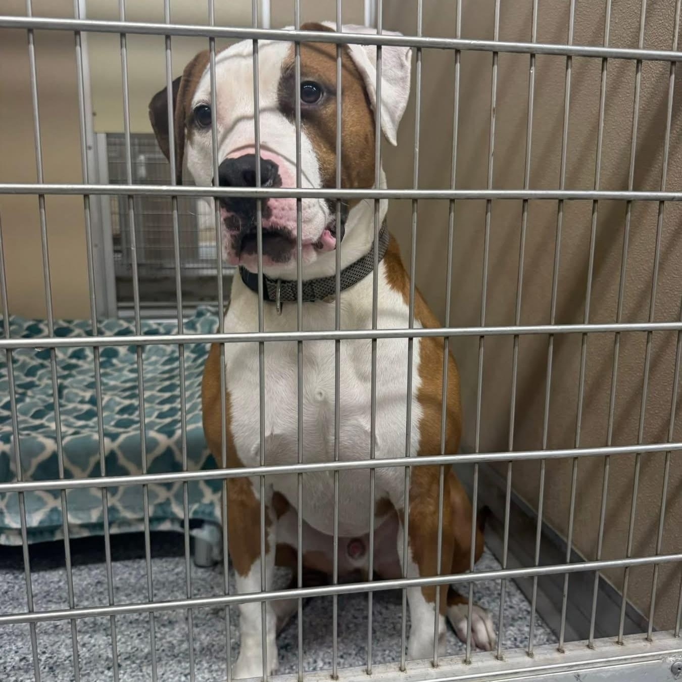Enlarge Bruce, a ADOPTABLE Pit Bull Terrier in St. Augustine, FL image 2/2