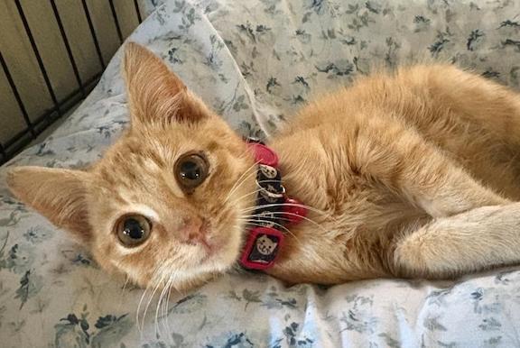 Alex, Adopted, Kitten Male Domestic Short Hair.