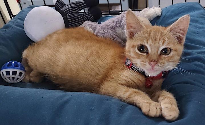 Alex, a Adopted Domestic Short Hair in Albemarle, NC image 2/2