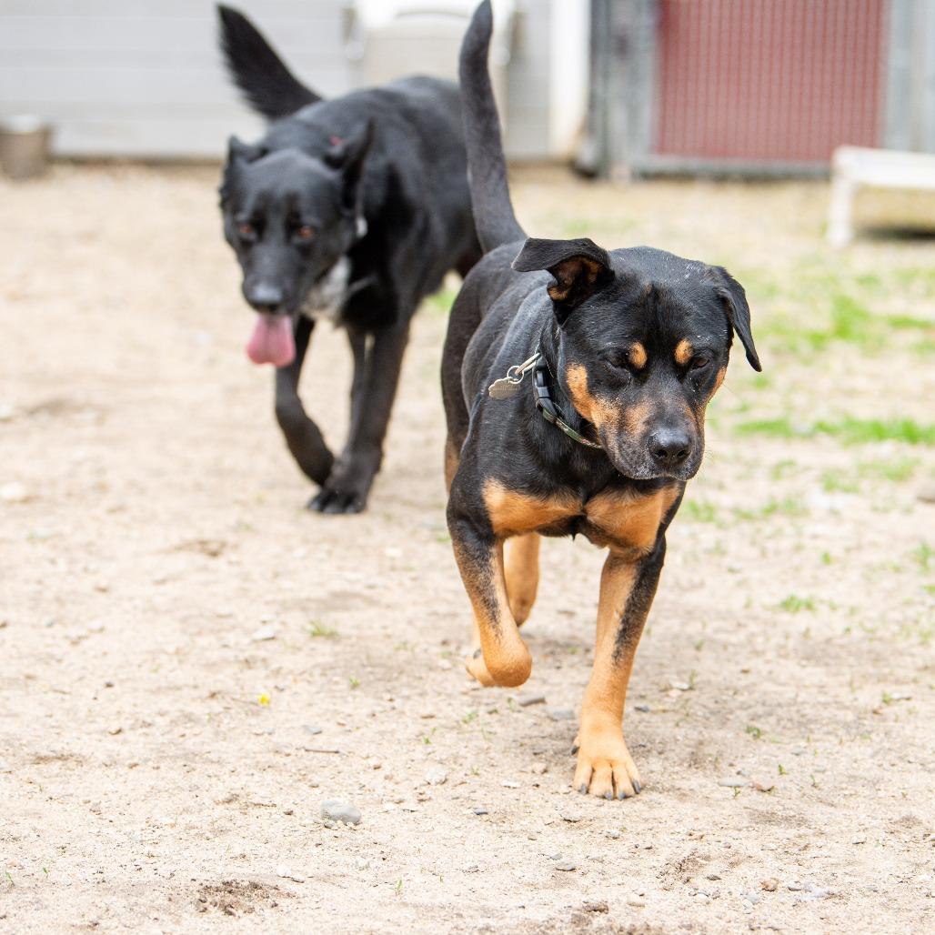 Winter, Adoptable, Adult Female Mixed Breed & Mixed Breed.