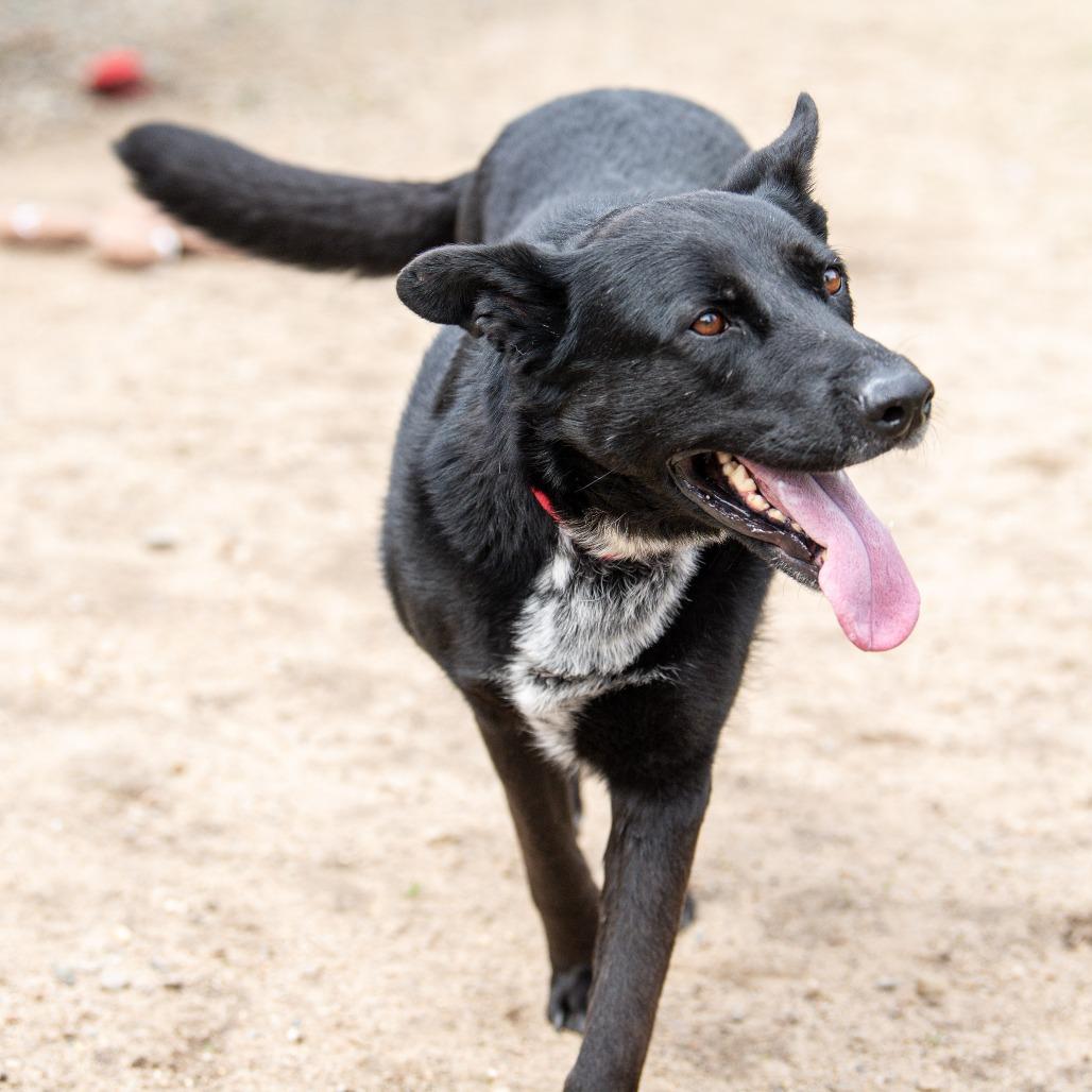 Enlarge Winter, a Adoptable mixed breed in Kennebunk, ME image 2/6