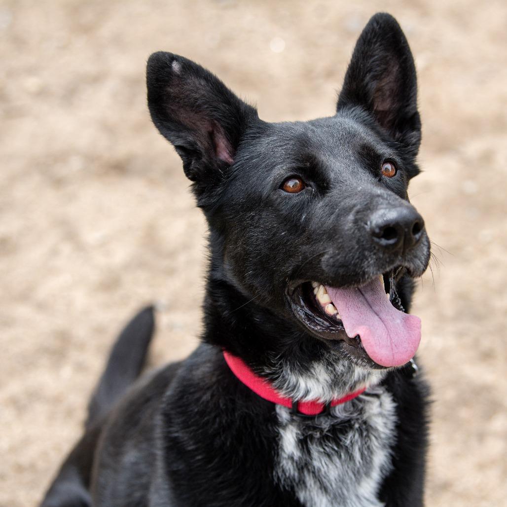 Enlarge Winter, a Adoptable mixed breed in Kennebunk, ME image 3/6