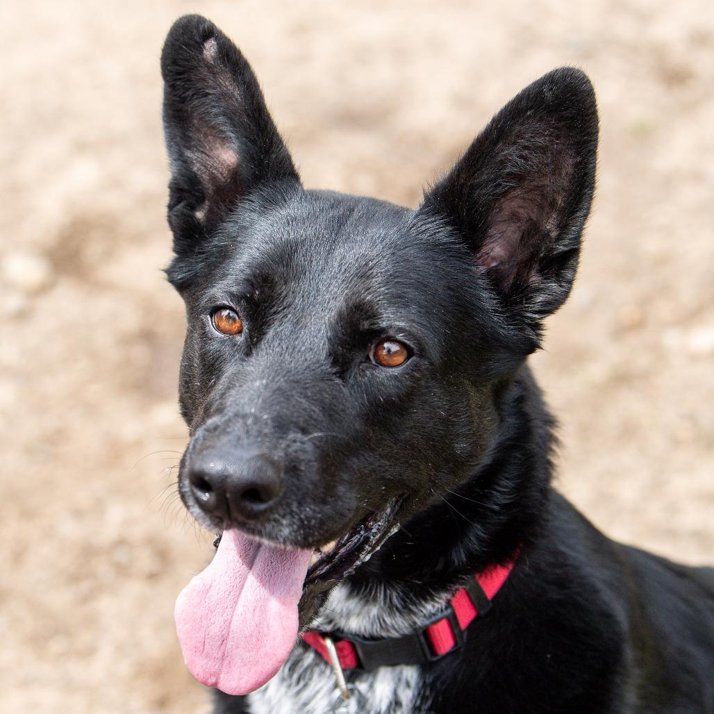 Enlarge Winter, a Adoptable mixed breed in Kennebunk, ME image 4/6
