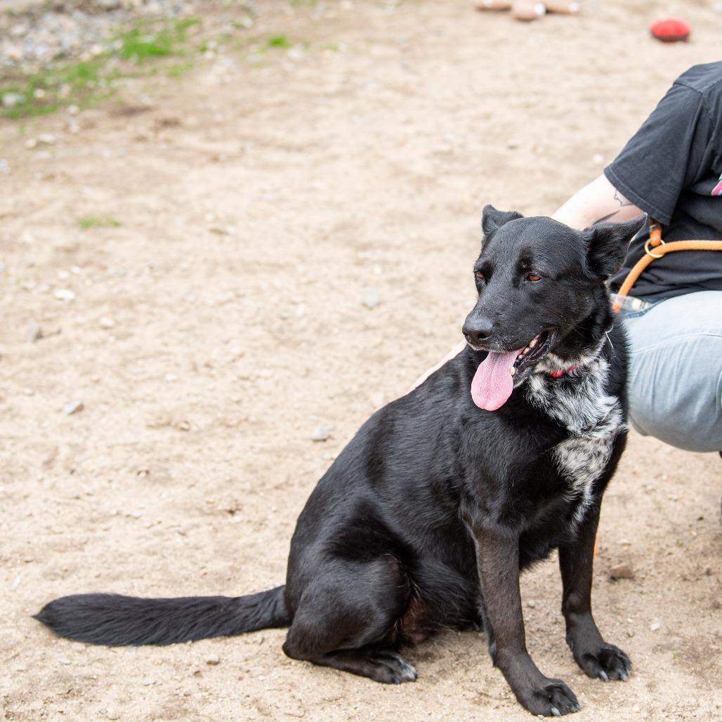 Enlarge Winter, a Adoptable mixed breed in Kennebunk, ME image 5/6